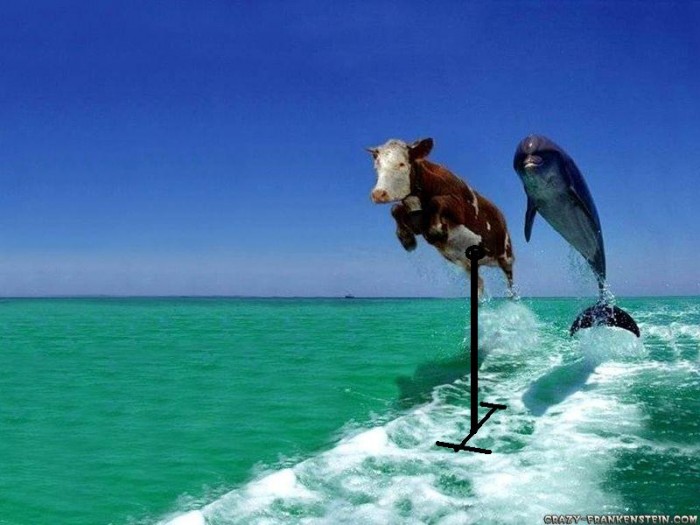Mucca-e-delfino.jpg